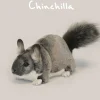 Hansa knuffels Hansa Chinchilla- Jungen|Mädchen