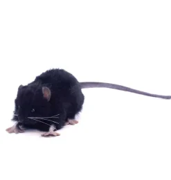 Hansa knuffels Schwarze Ratte Kuscheltier Hansa 12 cm- Jungen|Kuscheltiere < 15 Euro